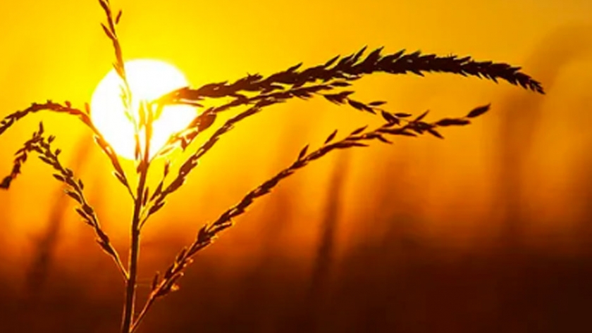 Sueños del faraón: virus y cambio climático, alertas para decisores y sociedades