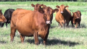 Ganadería argentina: alerta por caída histórica de vientres y desafíos para la producción de carne