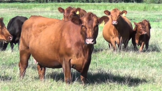 Ganadería argentina: alerta por caída histórica de vientres y desafíos para la producción de carne
