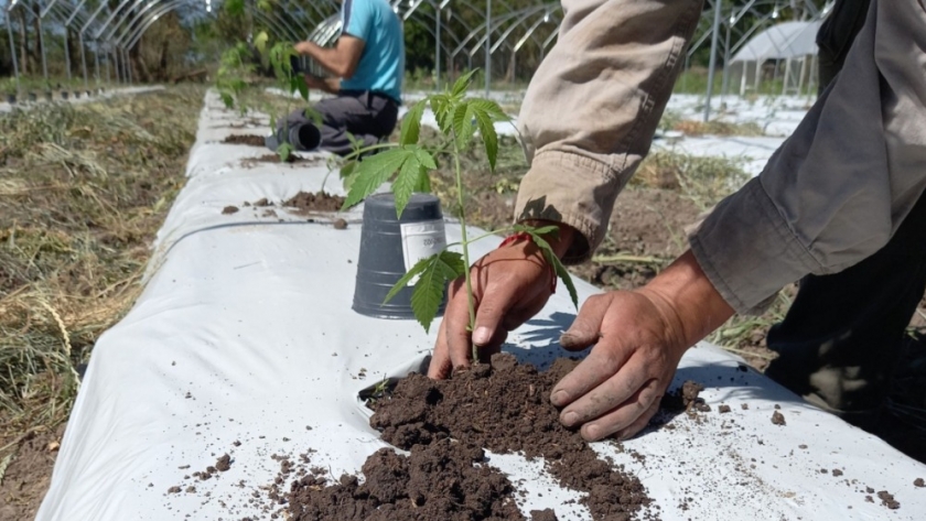Santa Fe será sede del primer encuentro regional de cannabis