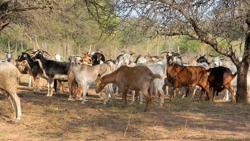 El INTA prueba incorporar conceptos del pastoreo rotativo en la producción ganadera de los llanos riojanos
