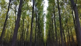 “Basta de mitos”: la industria forestal negó que se talen bosques nativos para producir papel