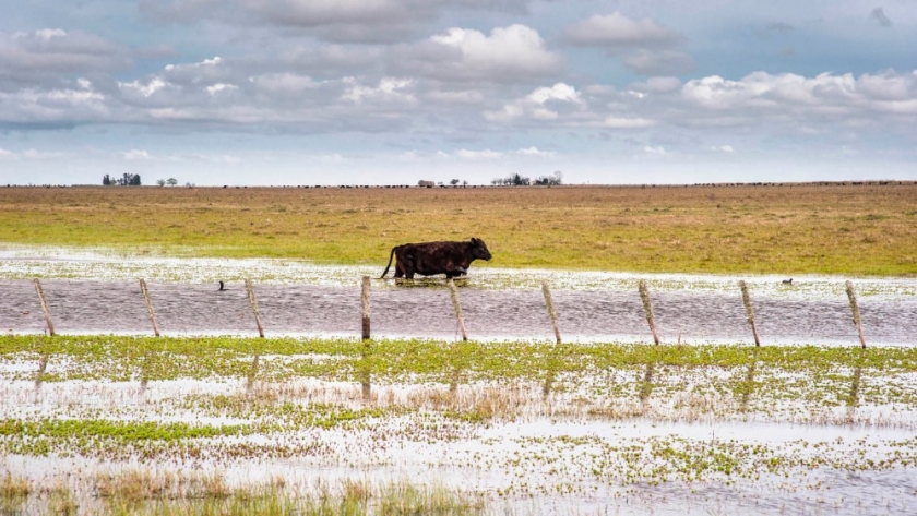Cómo proteger el bienestar de los animales en zonas afectadas por precipitaciones