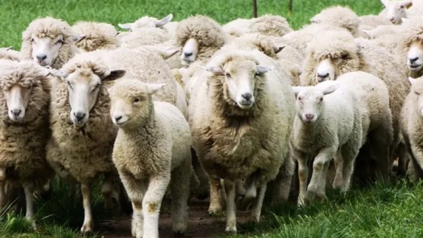 Buenos Aires financiará proyectos productivos ovinos a tasa cero: cómo inscribirse