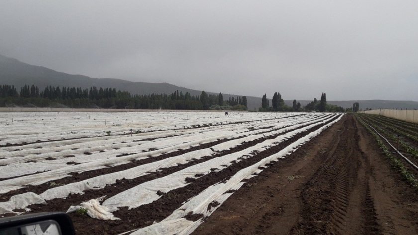 El Maitén: Gobierno provincial trabaja junto a productores de frutillas en buenas prácticas agrícolas