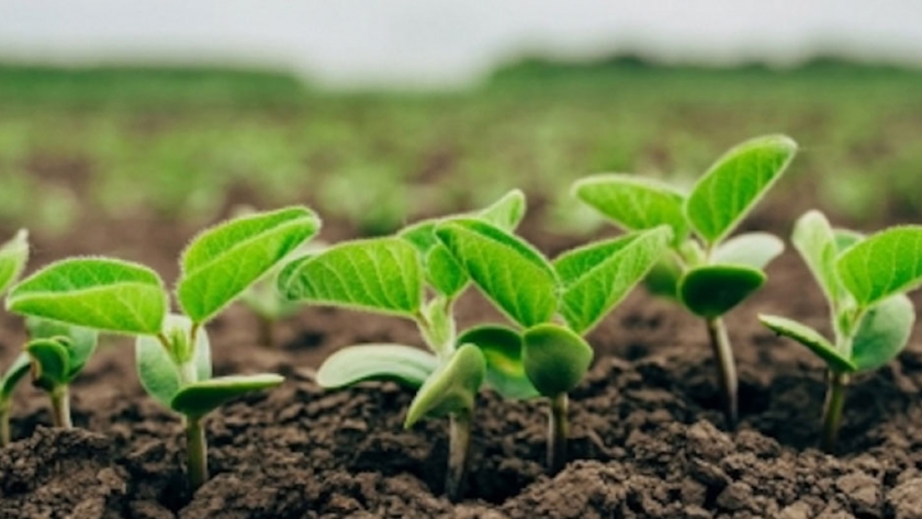 La investigación fundamental descubre prácticas y tecnologías clave para la agricultura sostenible