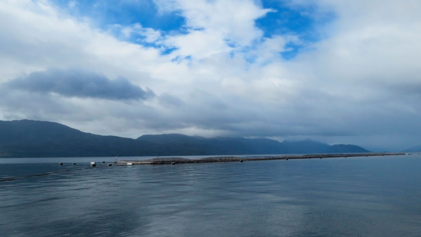 Chile y Noruega analizarán situación sanitaria de la producción de salmones