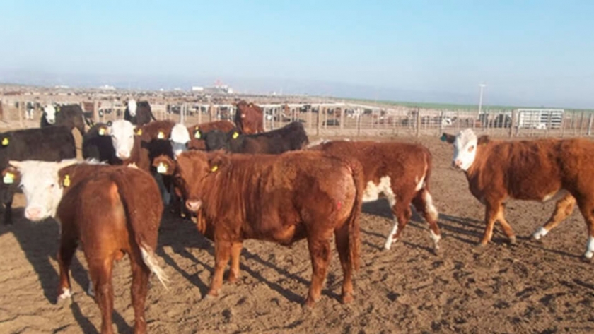 Sarna bovina: qué es, cómo prevenirla y su tratamiento
