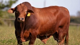 Cae el Novillo del MercoSur