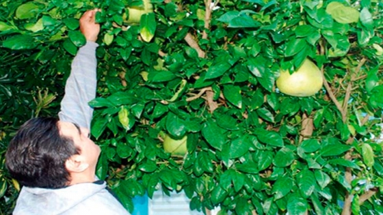 Productores advierten por faltante de plantines de pomelo