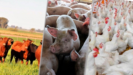 Nuevo mercado para exportar carne aviar, porcina y productos de carne bovina argentina