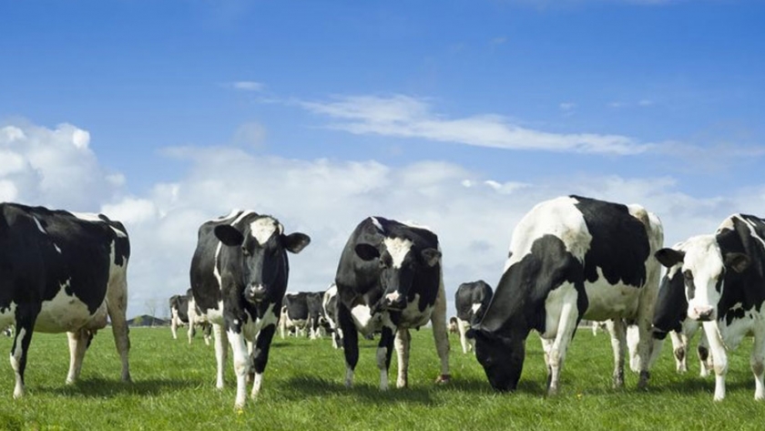 Alemania debería proteger los páramos y consumir menos carne para alcanzar los nuevos objetivos climáticos de la UE