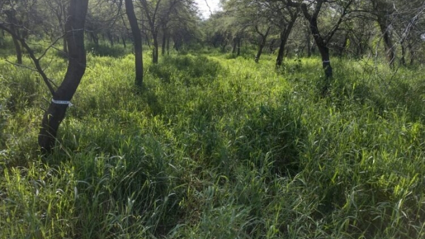 Ley 25.080 - Santiago del Estero recibirá alrededor de $6.500.000 en concepto del Apoyo Económico No Reintegrable de cuatro planes forestales