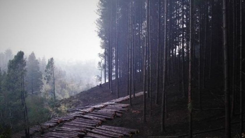 El Gobierno Provincial licitó madera rolliza por 19 millones de pesos