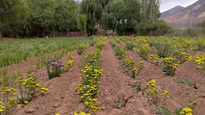 Conquistada por el perfume de los claveles, Patricia Cruz dedicó su vida a la producción de flores en Maimará: “Gracias a esto he hecho estudiar a mis hijos”, celebra