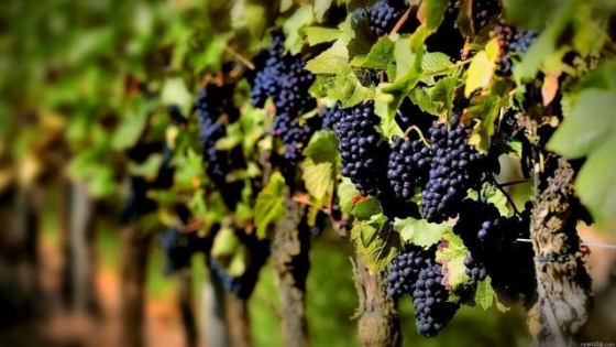 <Conservación de la biodiversidad genética en la vitivinicultura