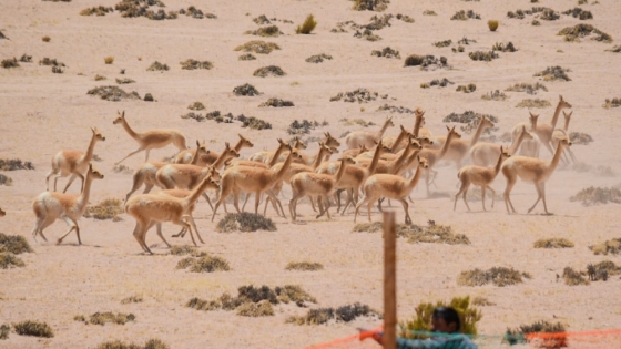 Comenzó la temporada de esquila de vicuñas