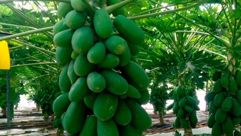 Mayor rendimiento en el cultivo de papaya gracias a novedosas técnicas