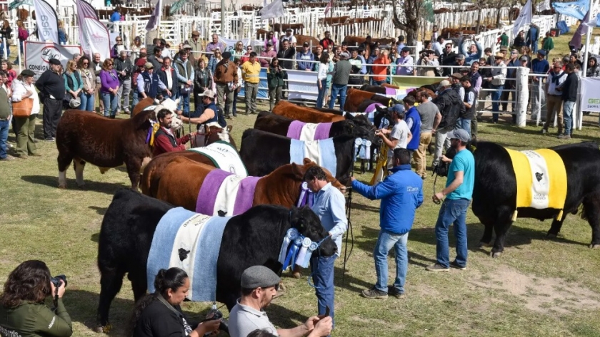 Rurales Bovinas 2023: Éxito de ventas y exportaciones rionegrinas