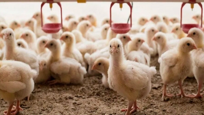 Polonia se mantiene como principal productor de pollo de la UE