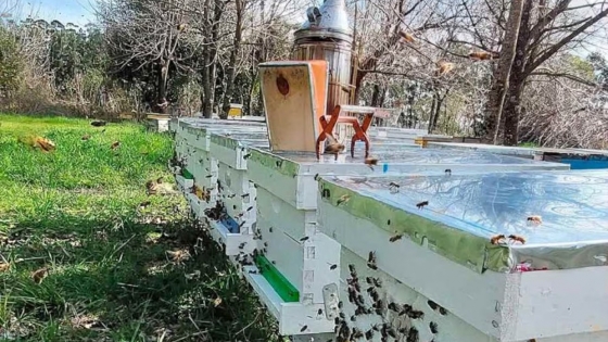 Dulce cruce de fronteras: apicultores entrerrianos exportaron abejas reinas a Uruguay tras 20 años de trabajo