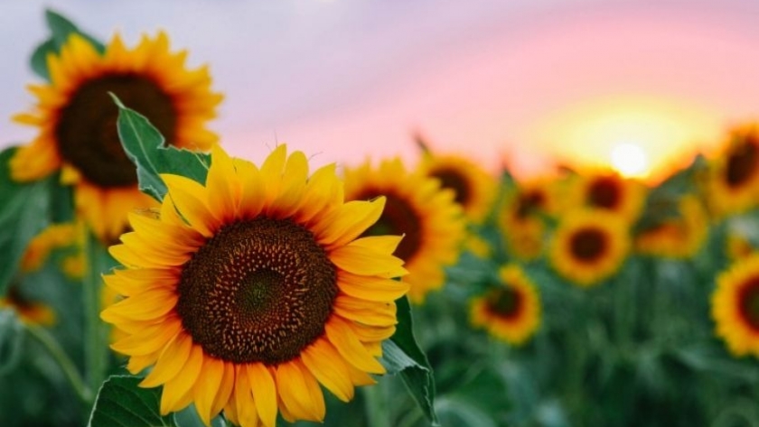 El girasol pierde 250.000 mil hectáreas para el ciclo 2023-2024