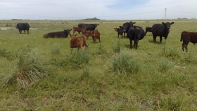 Cómo mejorar la eficiencia de la cría al feedlot