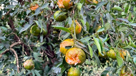 Granizo golpea al citrus entrerriano y activan la emergencia para sostener la producción