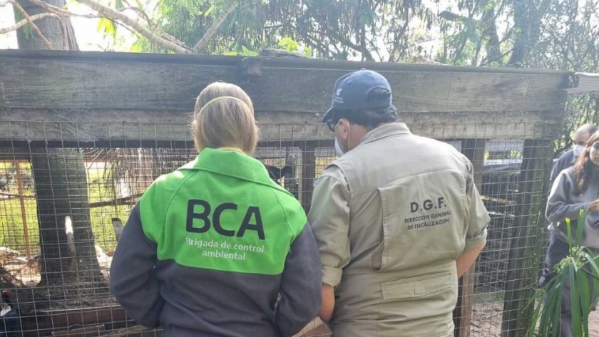 La Brigada de Control Ambiental decomisó 51 faisanes de un criadero ilegal en Chajarí, Entre Ríos