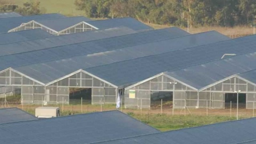 Paneles solares transparentes filtran la luz suficiente para hacer crecer de igual forma los cultivos en invernaderos