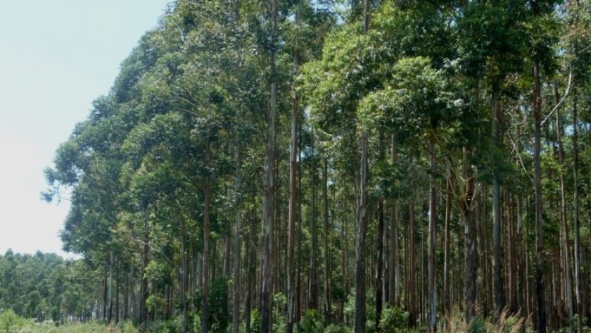 GMF Latinoamericana desarrolla seis proyectos forestales en Argentina de créditos de carbono para mitigar el cambio climático