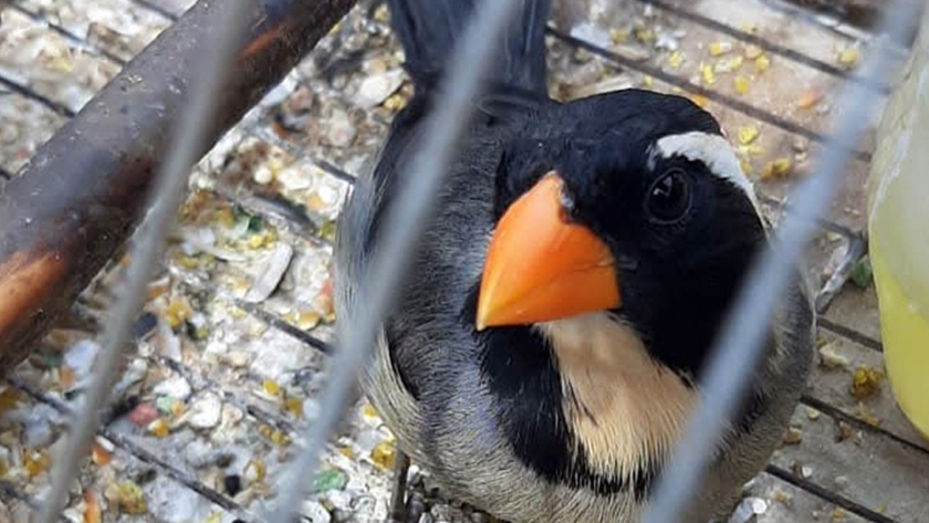 Policía Ambiental rescató más de 40 ejemplares de fauna silvestre en cautiverio