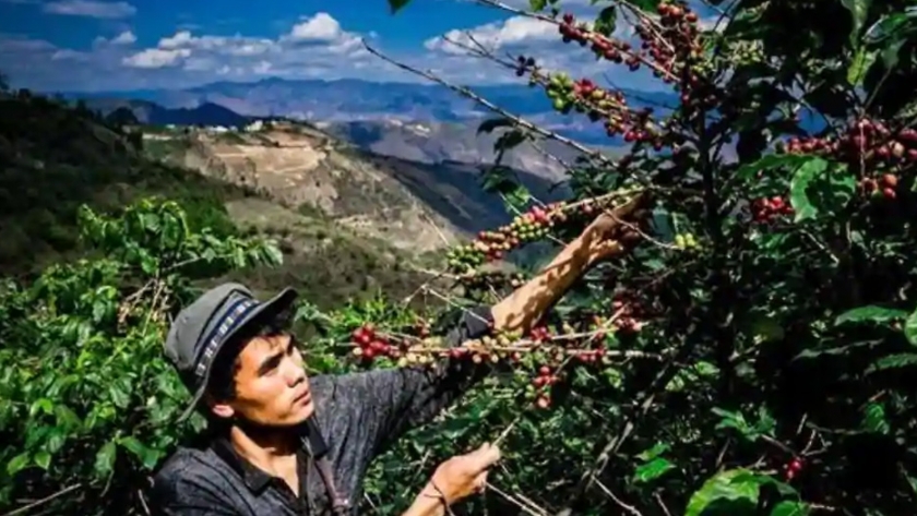 Pinduoduo aumenta las ganancias de café de los agricultores de minorías étnicas chinas