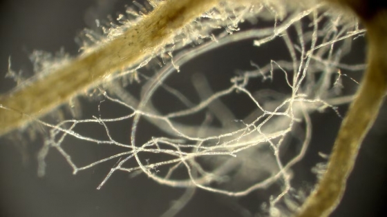 Raíces gruesas y semillas grandes: la clave subterránea que impulsa la biodiversidad global