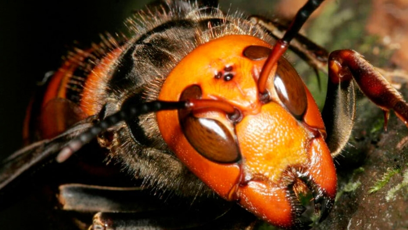 Preocupación en Estados Unidos por un insecto mortal para personas y abejas