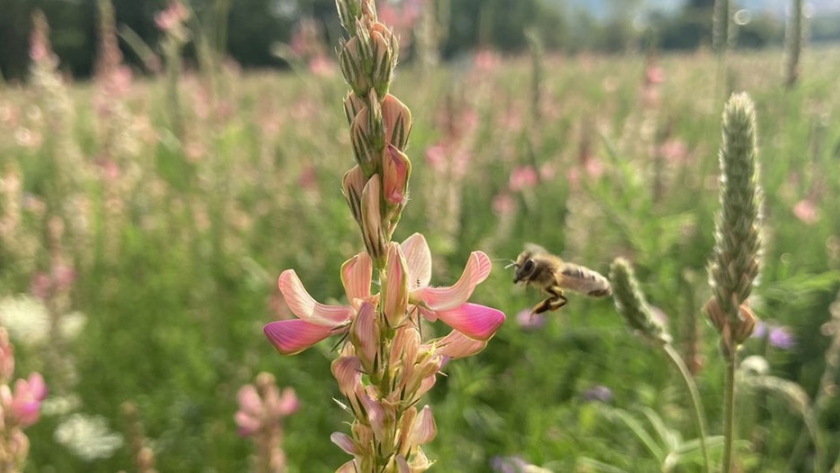Más diversidad de plantas significa menos pesticidas, según un estudio