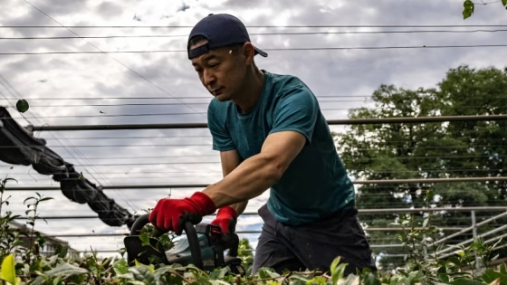 El boom global del matcha tensiona a Japón: escasez, tradición y una producción que no da abasto