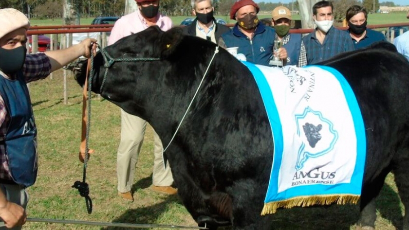 Así fue la jura de Angus en la Exposición Rural de Bahía Blanca