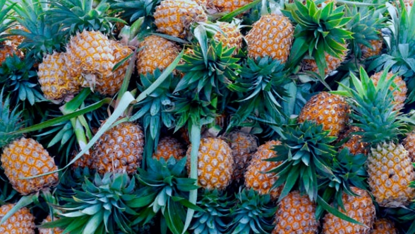 La cascara de frutas como la piña, una opción para generar energía renovable 