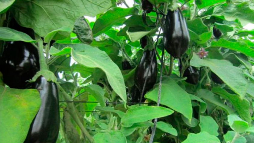 Pasos para incluir con éxito la berenjena en la huerta
