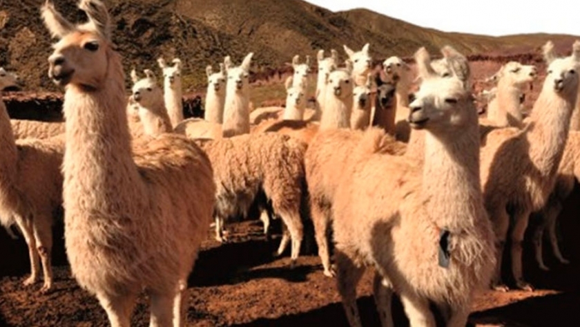Nanoanticuerpos de llamas: de qué se trata el mejor invento de Latinoamérica