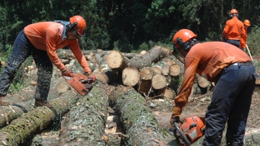 Economías Regionales: Crece el sector forestal y la producción de hortalizas entra en crisis