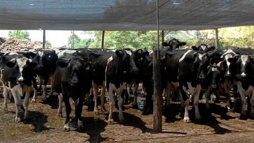 Mitigación del estrés térmico en el corral de espera