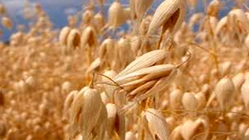 Avenas para grano