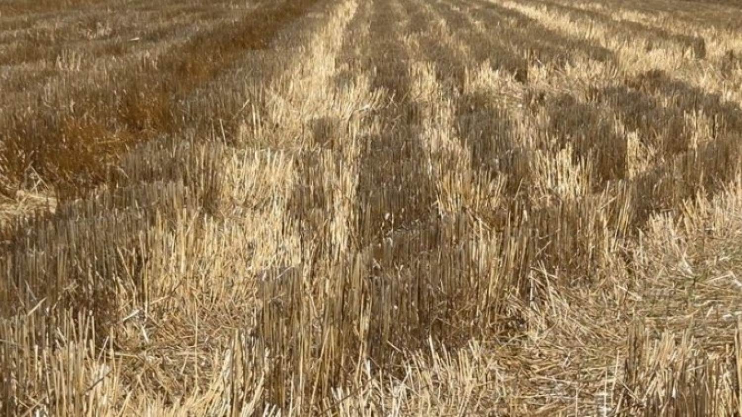 La paradoja del trigo récord: la industria molinera procesó menos pese a la mayor cosecha argentina