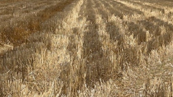 La paradoja del trigo récord: la industria molinera procesó menos pese a la mayor cosecha argentina