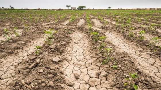 Santa Fe: declaran emergencia agropecuaria por sequía