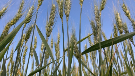 <La zona requiere nutrientes para cuidar el trigo en cuanto a las proteínas