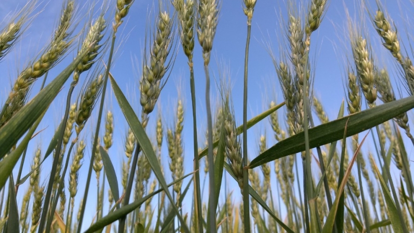 La zona requiere nutrientes para cuidar el trigo en cuanto a las proteínas