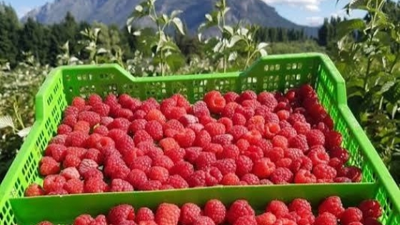 Agro en Epuyén: producción frutícola y agroturismo